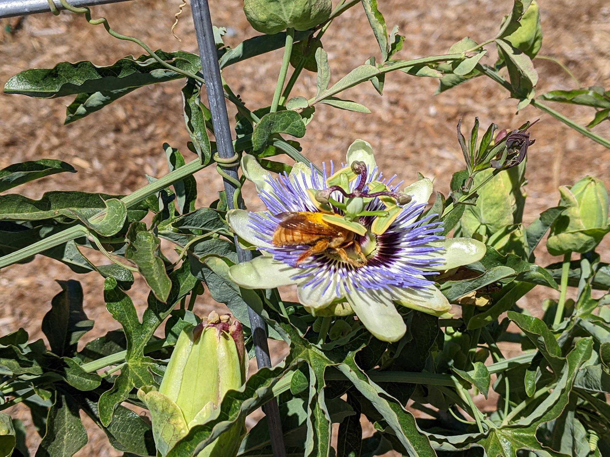 Passionflower with bee in center, white and purple filaments, green leaves, mulch background