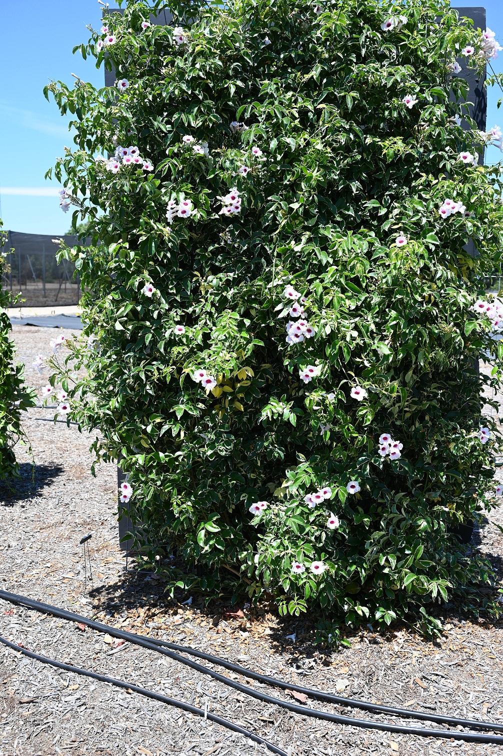 Tall leafy green shrub with pale pink flowers beside irrigation tubing on gravel under blue sky