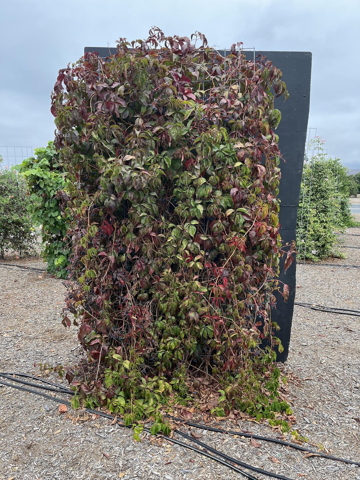 Outdoor vertical living wall of mixed red and green succulents on dark panel