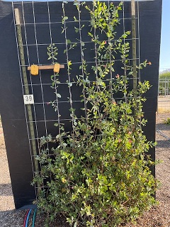 Green climbing vine with small leaves growing against a dark wooden fence