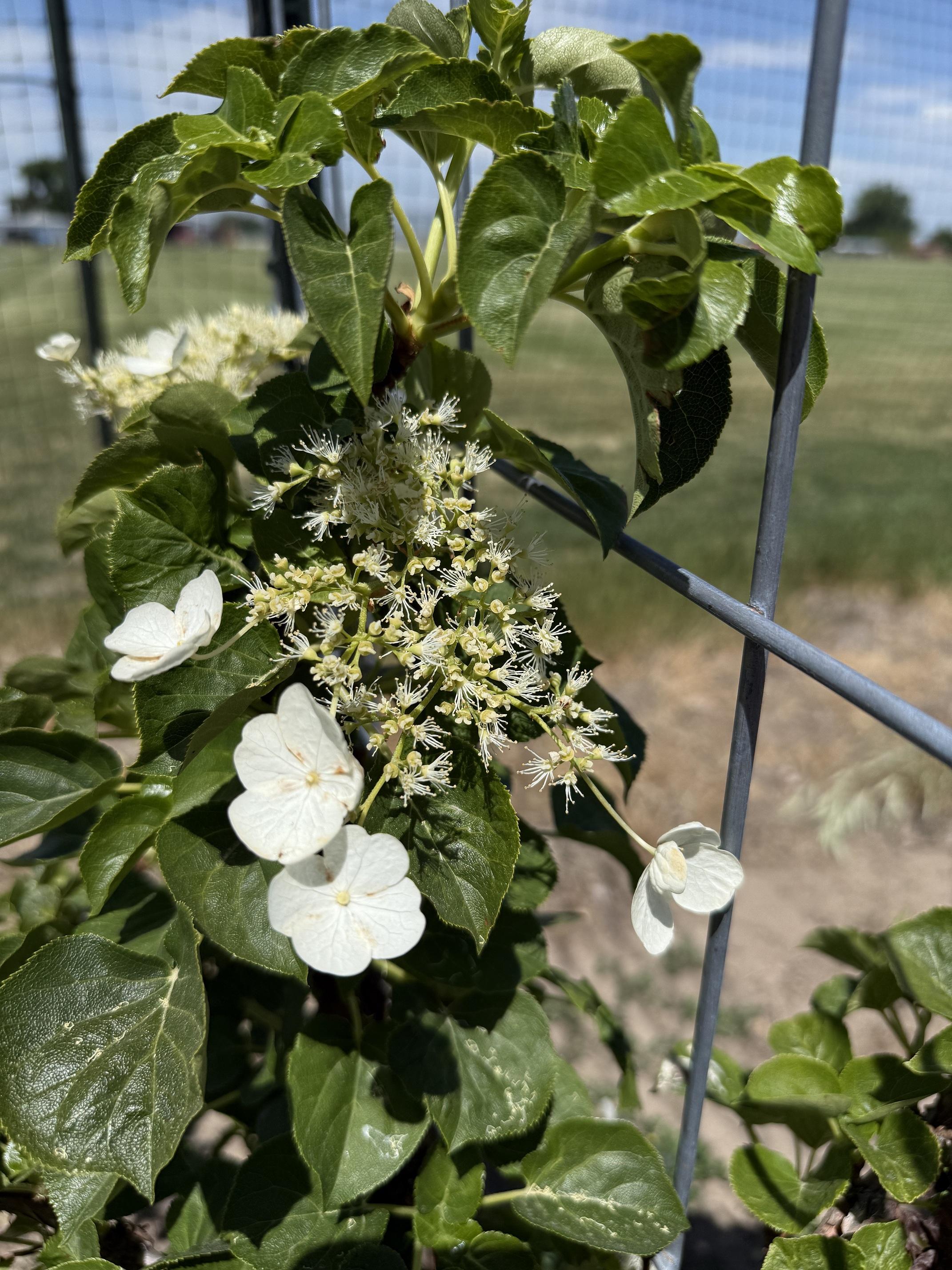 White clustered flowers and buds on a leafy vine against a wire fence and blue sky