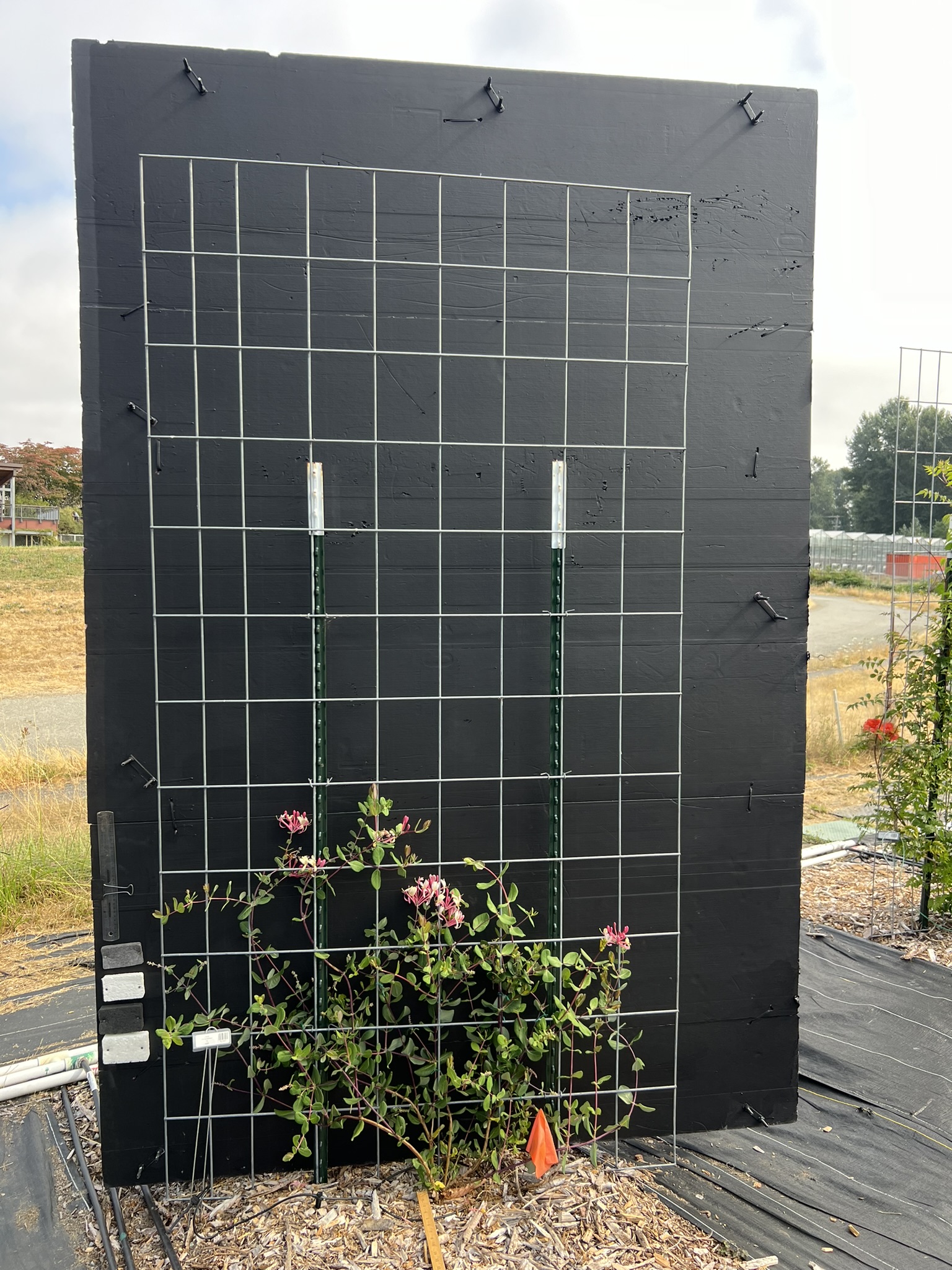 Black grid trellis panel outdoors with small climbing rose bush at its base