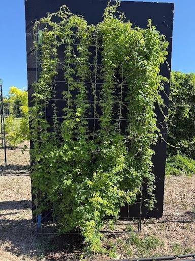 Black vertical trellis panel covered with green climbing vines under blue sky