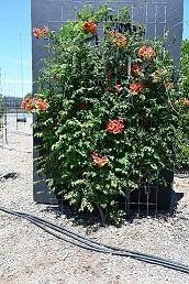 Trumpet vine with orange-red flowers climbing wire trellis in gravel yard