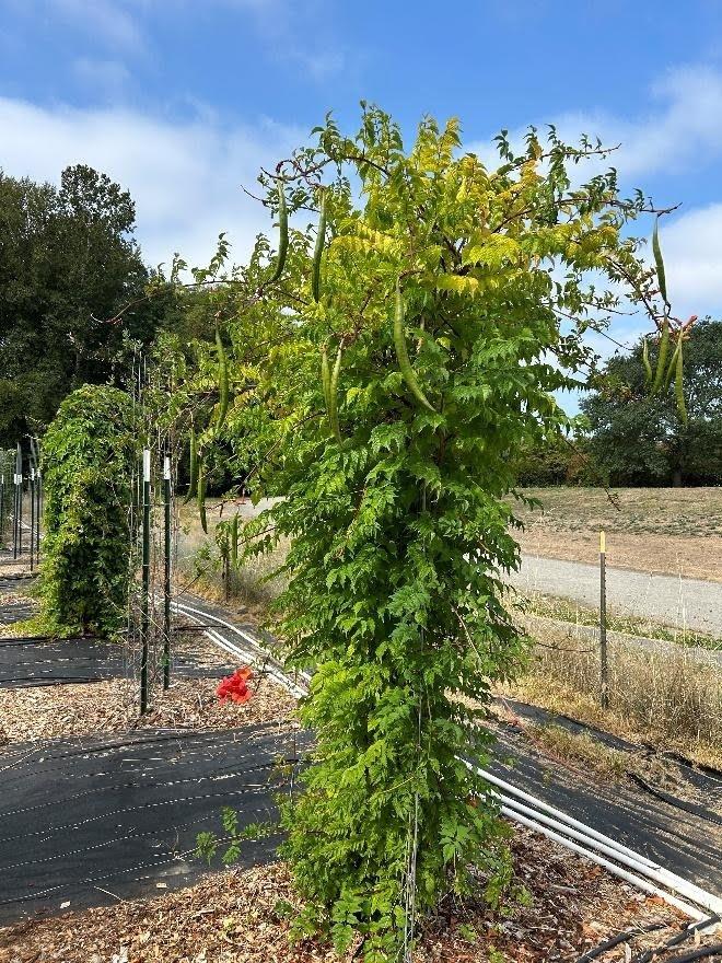 Young climbing vine trained on a metal trellis beside a rural road under blue sky