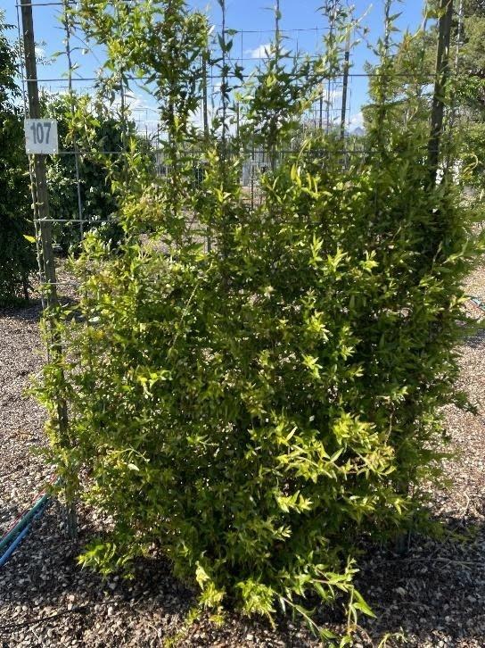 Variegated green and yellow shrub at a nursery with trellis supports on gravel