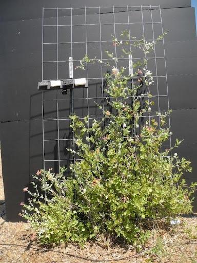 Climbing green shrub with small pink flowers on metal trellis against black wall