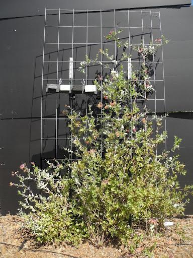 Climbing green flowering vine on metal trellis with white planter boxes against black wall