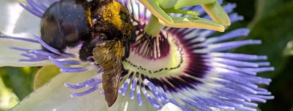Dark bee dusted with pollen on purple-and-white passionflower