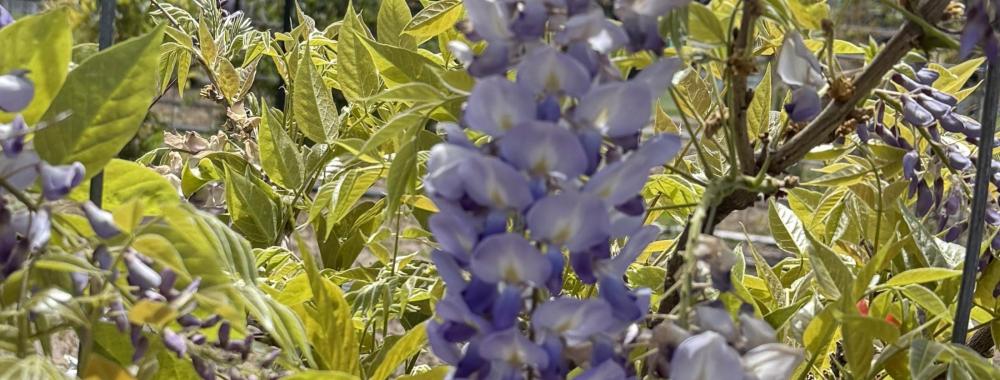 Pale purple wisteria cluster on a vine with green leaves and a metal fence background