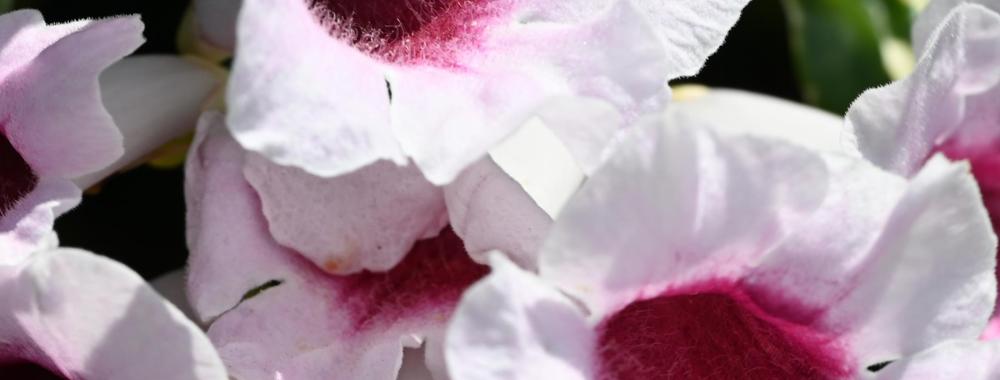 White trumpet-shaped flowers with deep magenta centers and green foliage in background