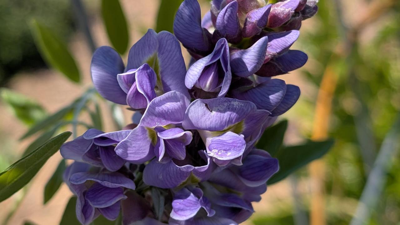 Purple lupine flower cluster with green leaves, blurred outdoor fence background